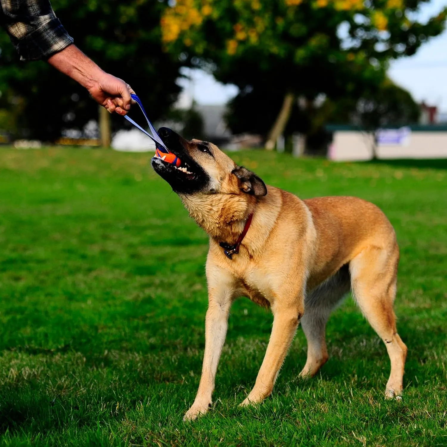 Chuckit! Ultra Tug Dog Toy, Medium Fetch and Dog Ball Tug Toy for Dogs 20-60 Pounds