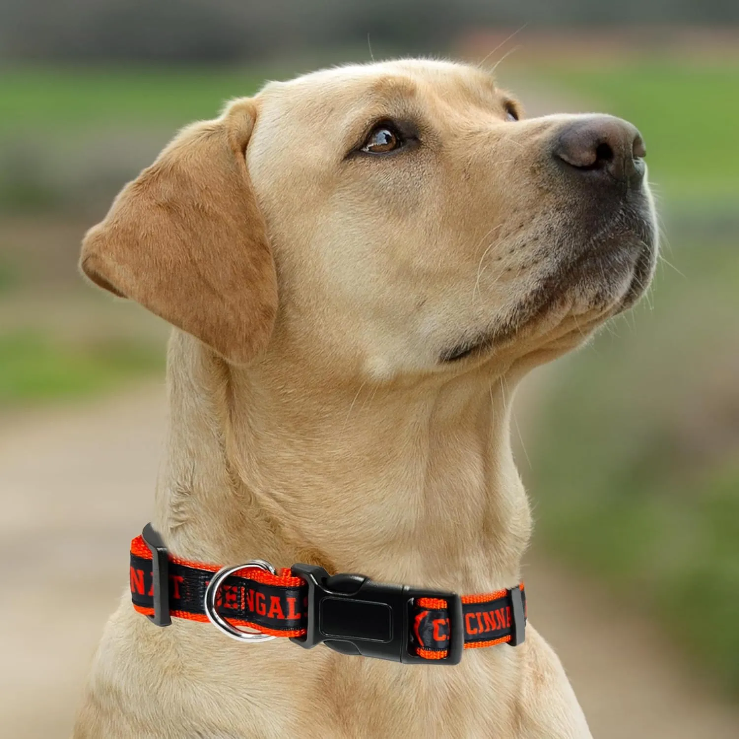 Pets First NFL Cincinnati Bengals Licensed PET COLLAR, Small - Heavy-Duty, Strong, and Durable Dog Collar. Available in 31 Football Teams and 4 Sizes