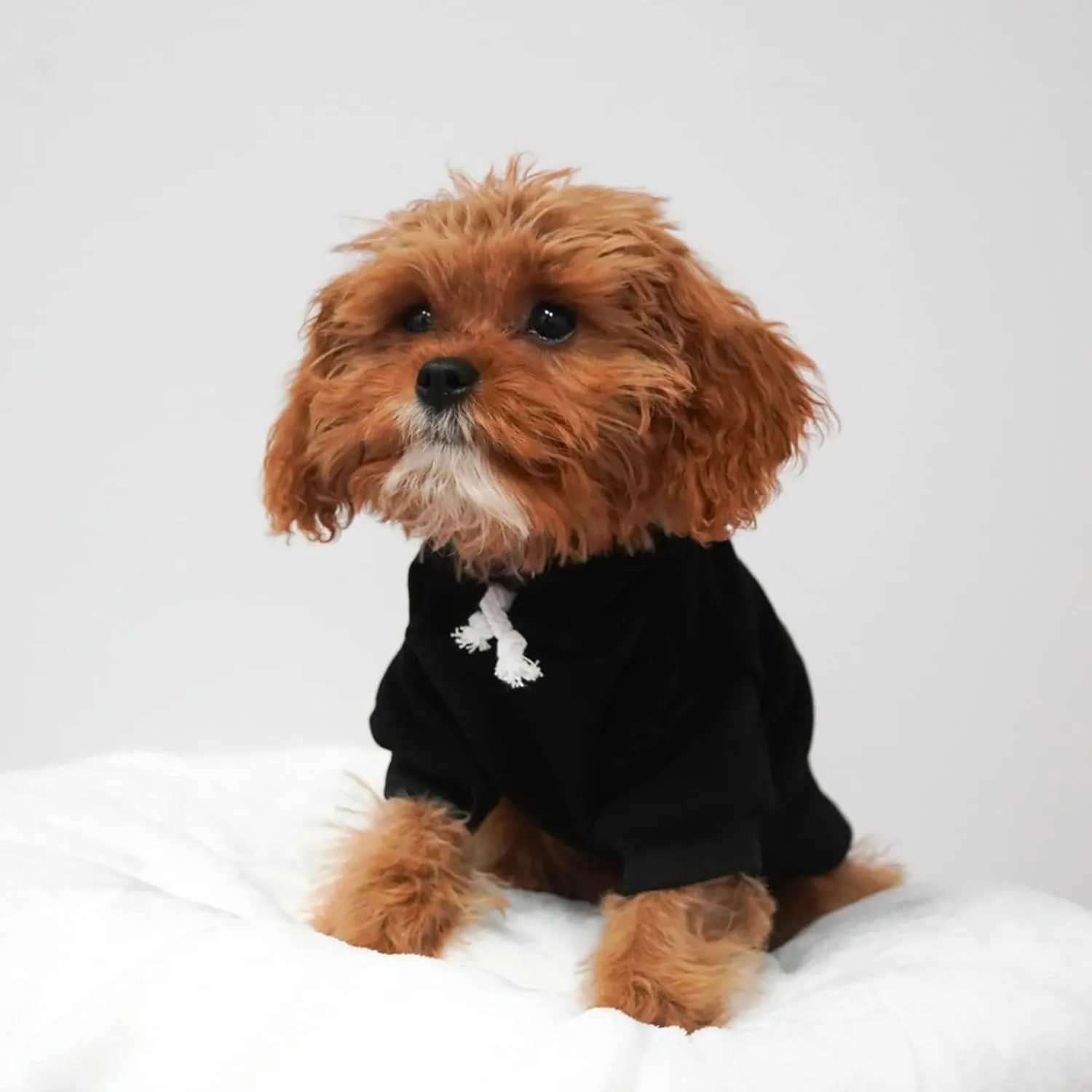 Ten 10th Birthday Dog Hoodie Fleece Lined Pullover Sweatshirt with Leash Hole (Black, Large 1034)